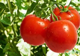 VC果园：西红柿多少钱一斤？2019年最新产区西红柿价格行情