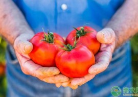 VC果园：2019年西红柿多少钱一斤？最新产区西红柿价格行情
