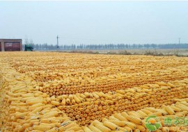 VC果园：今日玉米价格走势如何？2月26日全国玉米价格最新行情