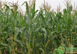 VC果园：现在玉米走势如何？2019年3月份全国玉米价格行情预测