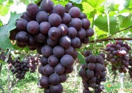 VC果园：葡萄多少钱一斤？2019年各地区葡萄收购价格行情