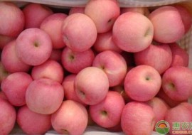 VC果园：苹果多少钱一斤？2019国内苹果产区收购价格行情