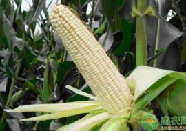 VC果园：2019年3月7日全国玉米价格最新行情预测