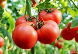 VC果园：今日西红柿多少钱一斤？2019年最新产区西红柿价格行情