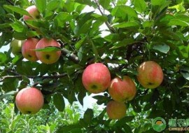 VC果园：红富士苹果多少钱一斤？2019年最新苹果产区价格行情