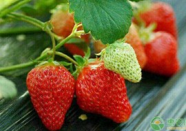 VC果园：现在草莓多少钱一斤？2019草莓产区最新收购价格行情