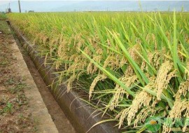 VC果园：2019年水稻、玉米、大豆补贴政策最新消息汇总