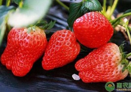 VC果园：3月份草莓多少钱一斤？2019年最新产区草莓价格行情