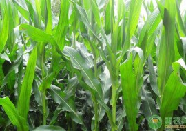 VC果园：2019年黑龙江省玉米品种种植区域划分详情