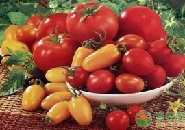 VC果园：黑番茄多少钱一斤?红番茄、紫番茄、青番茄、黄番茄与黑番茄的区别