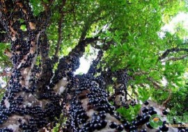 VC果园：今日树葡萄价格多少钱一斤?树葡萄的价值功效