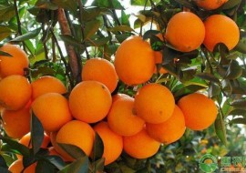 VC果园：橙子批发多少钱一斤？种植前景如何？（附种植技术）