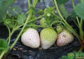 VC果园：2019白草莓一亩可赚多少钱？白草莓价格及种植效益分析