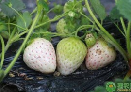 VC果园：白草莓价格多少钱一斤？有哪些品种？（附种植技术）