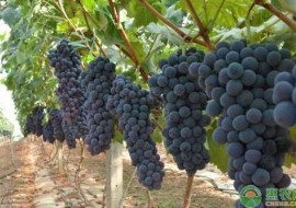 VC果园：中国常见的葡萄有哪些品种？有何优缺点？葡萄品种大全介绍