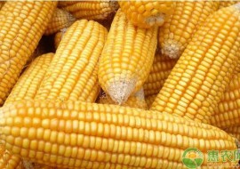 VC果园：今日玉米价格多少钱一斤？2019年全国玉米主产区价格行情预测