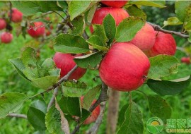 VC果园：苹果有哪些常见品种？哪个品种的苹果好吃？