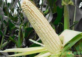 VC果园：玉米常见品种有哪些？营养价值哪种更高？