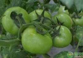VC果园：西红柿品种大全，你吃过哪几种？