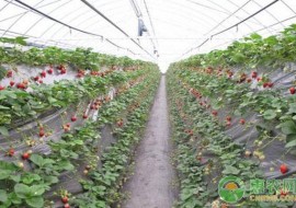VC果园：草莓苗要多少钱一棵？草莓苗移栽后如何浇水？怎么管理好？