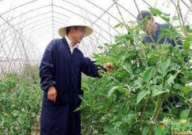 VC果园：河南小伙变身西红柿种植农场主，开启致富之路，如今亩产高达2万斤!