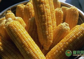 VC果园：2019年玉米价格行情怎样？下半年玉米价格会上涨吗？