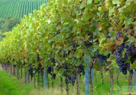 VC果园：中国四大葡萄之乡分别在哪?其葡萄品种价格是多少?