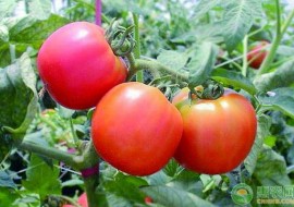 VC果园：番茄苗多少钱一株？番茄的种植管理方法有哪些？