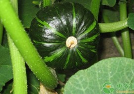VC果园：南瓜都有哪些优良品种？南瓜十大品种及特点介绍