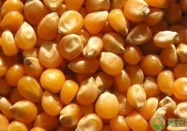 VC果园：买玉米种子注意了，这些品种农业部门已禁止推广和销售！