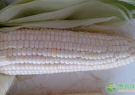VC果园：新鲜糯玉米如何保存？糯玉米与甜玉米有什么区别？