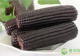 VC果园：黑玉米是转基因的吗？黑玉米种植前景到底如何？