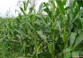 VC果园：玉米价格多少钱一斤？2019年8月份玉米价格行情预测