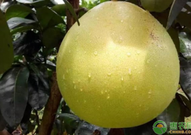 VC果园：苹果柚价格多少钱一斤？苹果柚的种植技巧有哪些？