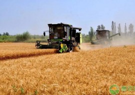 VC果园：小麦、玉米近期市场行情如何？承包土地种植玉米小麦效益分析