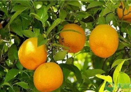 VC果园：葡萄柚的价格及品种介绍
