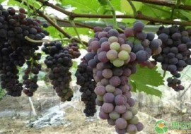 VC果园：最贵的八个葡萄品种介绍