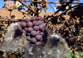 VC果园：葡萄品种新排名