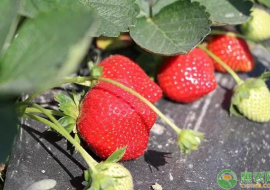 VC果园：红颜草莓价格多少钱一斤？红颜草莓的栽培技术有哪些？