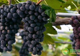 VC果园：夏黑葡萄价格多少钱一斤？夏黑葡萄的栽培技术有哪些？