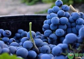 VC果园：红酒葡萄品种介绍