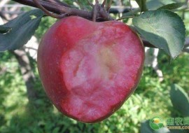 VC果园：红肉苹果树苗价格多少钱一株？如何才能选择到纯正的果苗？