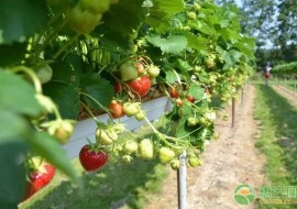 VC果园：最全草莓品种介绍，想种植草莓的看看！