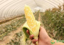 VC果园：新型玉米的优良品种介绍