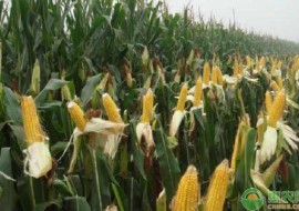 VC果园：东北玉米最新价格是多少?东北玉米当前的市场行情分析