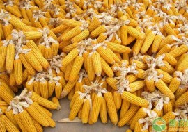 VC果园：黑龙江玉米多少钱一吨？黑龙江玉米最新价格行情