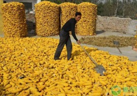 VC果园：河南玉米价格多少钱一吨？目前行情如何？