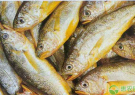VC果园：黄花鱼和黄瓜鱼的区别是什么？分辨野生与养殖黄瓜鱼的技巧