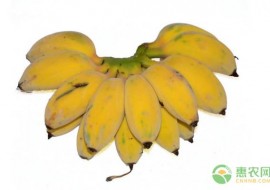 VC果园：苹果蕉价格多少钱一斤？在什么季节定植最适宜？