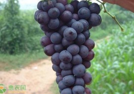 VC果园：早熟的葡萄品种有哪些？最好的极早熟葡萄品种推荐